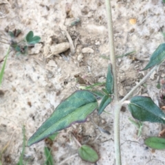 Boerhavia dominii at Yass, NSW - 25 Mar 2020