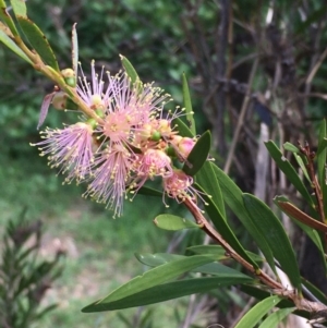 Callistemon sieberi at Yass, NSW - 25 Mar 2020