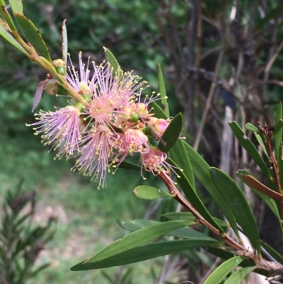 Callistemon sieberi (River Bottlebrush) at Yass, NSW - 25 Mar 2020 by JaneR