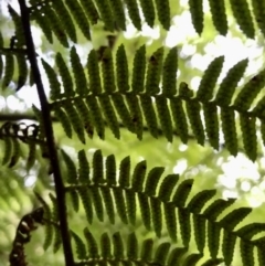 Cyathea leichhardtiana (Prickly Tree Fern) at Wattamolla, NSW - 23 Mar 2020 by WattaWanderer