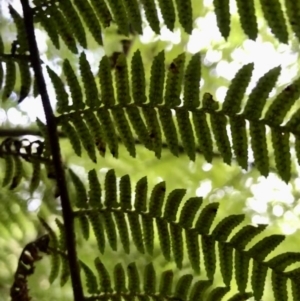 Cyathea leichhardtiana at Wattamolla, NSW - 23 Mar 2020