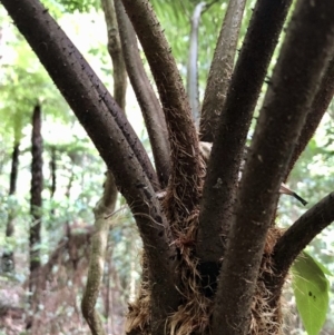 Cyathea leichhardtiana at Wattamolla, NSW - suppressed