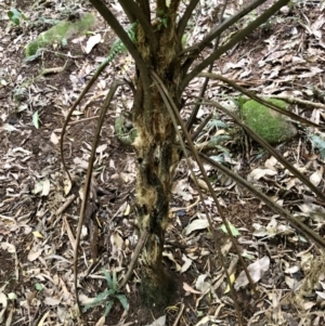 Cyathea leichhardtiana at Wattamolla, NSW - 23 Mar 2020