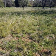 Austrostipa scabra (Corkscrew Grass, Slender Speargrass) at Griffith, ACT - 24 Mar 2020 by mcleana