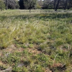 Austrostipa scabra (Corkscrew Grass) at Bass Gardens Park, Griffith - 23 Mar 2020 by mcleana