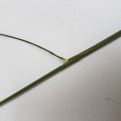 Austrostipa scabra at Griffith, ACT - 24 Mar 2020