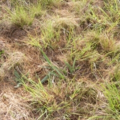 Dianella sp. aff. longifolia (Benambra) (Pale Flax Lily, Blue Flax Lily) at Curtin, ACT - 19 Mar 2020 by MichaelMulvaney