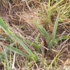 Dianella sp. aff. longifolia (Benambra) at Curtin, ACT - 20 Mar 2020