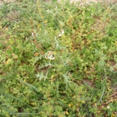 Solanum triflorum (Three-flowered Nightshade) at Watson, ACT - 20 Mar 2020 by MichaelMulvaney