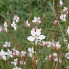 Oenothera lindheimeri (Clockweed) at Latham, ACT - 21 Mar 2020 by MichaelMulvaney