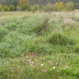 Oenothera lindheimeri at Latham, ACT - 21 Mar 2020