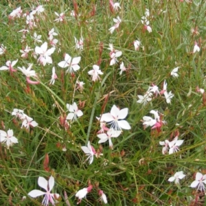 Oenothera lindheimeri at Latham, ACT - 21 Mar 2020