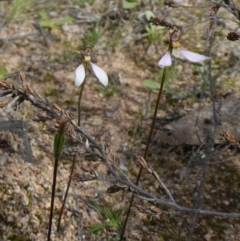 Eriochilus cucullatus (Parson's Bands) at Tuggeranong Hill - 26 Mar 2020 by Owen