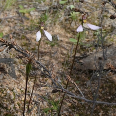 Eriochilus cucullatus (Parson's Bands) at Theodore, ACT - 26 Mar 2020 by owenh