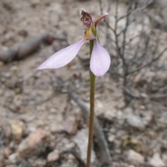 Eriochilus cucullatus (Parson's Bands) at Tuggeranong Hill - 26 Mar 2020 by Owen