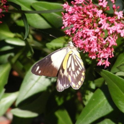 Belenois java (Caper White) at Curtin, ACT - 22 Mar 2020 by MichaelMulvaney