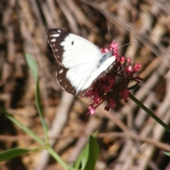 Belenois java at Curtin, ACT - 22 Mar 2020