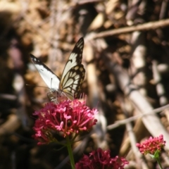 Belenois java at Curtin, ACT - 22 Mar 2020