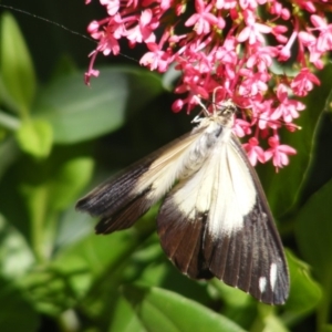 Belenois java at Curtin, ACT - 22 Mar 2020 12:00 AM