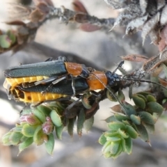 Chauliognathus tricolor (Tricolor soldier beetle) at Theodore, ACT - 26 Mar 2020 by owenh