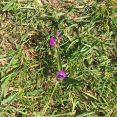 Glycine sp. at Federal Golf Course - 23 Mar 2020 by George