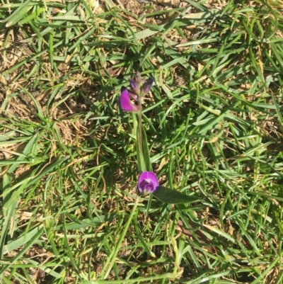 Glycine sp. at Red Hill, ACT - 23 Mar 2020 by George