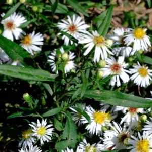 Symphyotrichum novi-belgii at Melba, ACT - 27 Mar 2020 10:03 AM