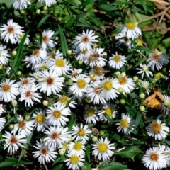 Symphyotrichum novi-belgii at Melba, ACT - 27 Mar 2020 10:03 AM