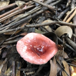 Russula sp. (genus) at Wattamolla, NSW - 25 Mar 2020