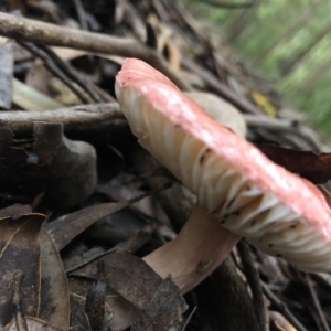 Russula sp. (genus) at Wattamolla, NSW - 25 Mar 2020 01:00 PM