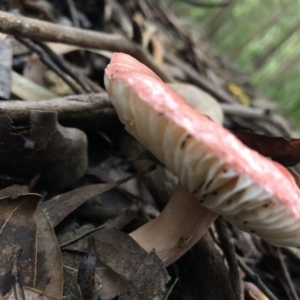 Russula sp. (genus) at Wattamolla, NSW - 25 Mar 2020