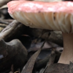Russula sp. (genus) at Wattamolla, NSW - 25 Mar 2020 01:00 PM