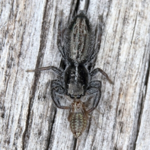 Holoplatys sp. (genus) at Kambah, ACT - 26 Mar 2020