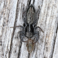 Holoplatys sp. (genus) (Unidentified Holoplatys jumping spider) at Kambah, ACT - 26 Mar 2020 by Marthijn