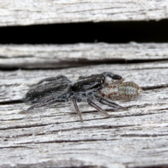 Holoplatys sp. (genus) at Kambah, ACT - 26 Mar 2020