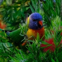 Trichoglossus moluccanus (Rainbow Lorikeet) at Florey, ACT - 25 Mar 2020 by Kurt