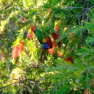 Trichoglossus moluccanus at Florey, ACT - 26 Mar 2020