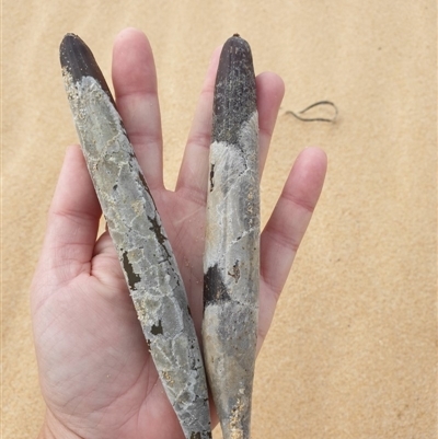 Almaleea capitata at Tura Beach, NSW - 25 Mar 2020 by Steff