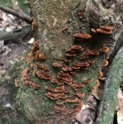 Cyclomyces setiporus at Budderoo National Park - 25 Mar 2020 by WattaWanderer