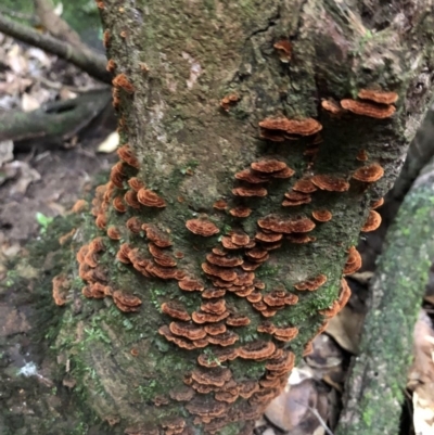 Cyclomyces setiporus at Budderoo, NSW - 25 Mar 2020 by WattaWanderer