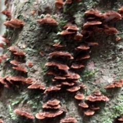 Cyclomyces setiporus at Budderoo, NSW - 25 Mar 2020