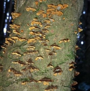 Cyclomyces setiporus at Budderoo, NSW - 25 Mar 2020 12:31 PM