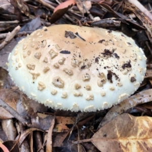 Amanita sp. at Wattamolla, NSW - 25 Mar 2020