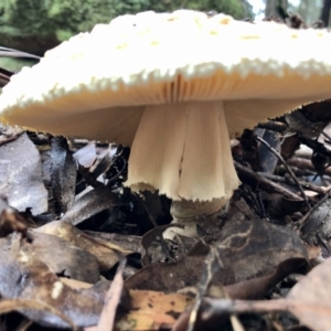 Amanita sp. at Wattamolla, NSW - 25 Mar 2020