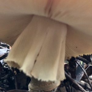 Amanita sp. at Wattamolla, NSW - 25 Mar 2020