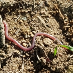 Anilios nigrescens (Blackish Blind Snake) at Russell, ACT - 26 Mar 2020 by Gabrielle.Merrick