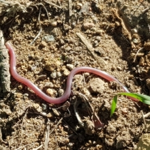 Anilios nigrescens at Russell, ACT - 26 Mar 2020