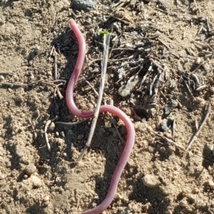 Anilios nigrescens at Russell, ACT - 26 Mar 2020 10:32 AM