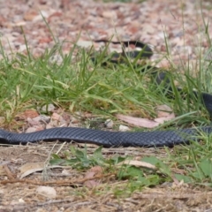 Pseudechis porphyriacus (Red-bellied Black Snake) at Black Range, NSW - 26 Mar 2020 by MatthewHiggins