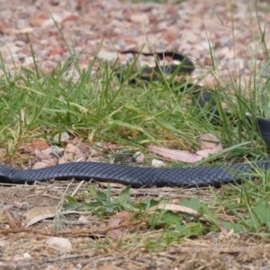 Pseudechis porphyriacus at Black Range, NSW - 26 Mar 2020